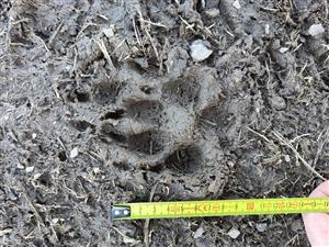 stopa Canis lupus