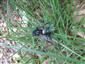 Cimbex femorata (Linnaeus, 1758)
