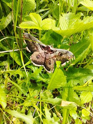 Saturnia pyri