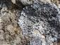 Physcia caesia