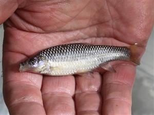 Pseudorasbora parva