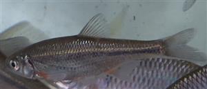 Alburnoides bipunctatus
