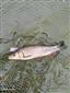Squalius cephalus (Linnaeus, 1758)