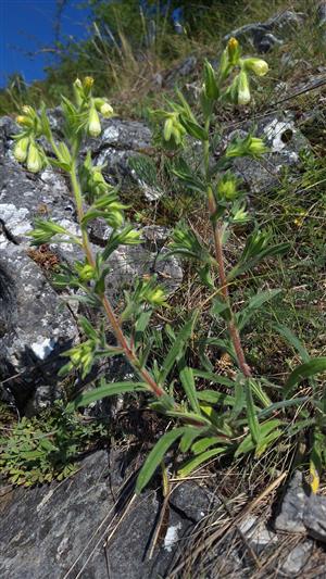 Onosma arenaria