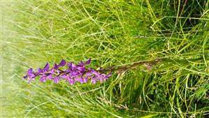 jedinec orchis elegans