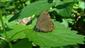Satyrium pruni (Linnaeus, 1758)