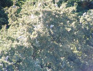 Ardea cinerea