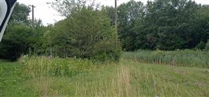 jedince invázneho druhu glejovky