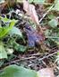 Sceliphron curvatum (F. Smith 1870)