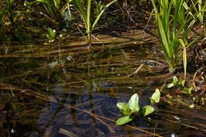adult bombina variegata