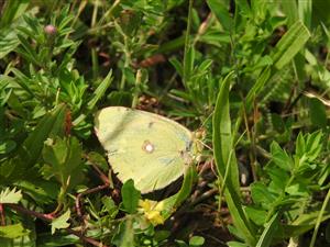 Colias myrmidone ♀