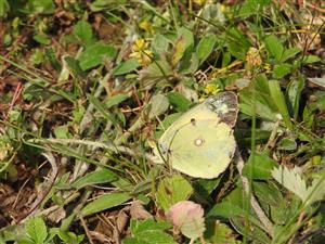 Colias myrmidone ♀