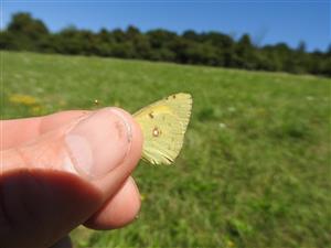 Colias myrmidone ♂