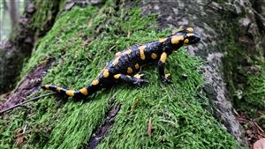 salamandra škvrnitá