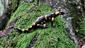 salamandra salamandra