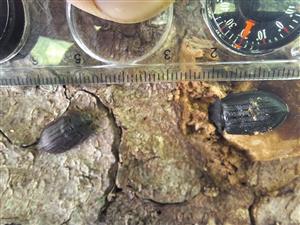 Peltis grossa
