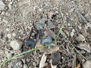 Lucanus cervus - roháč veľký