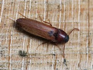 isorhipis nigriceps