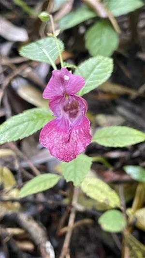 Impatiens glandulifera