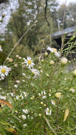 Aster lanceolatus