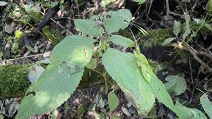 netýkavka malokvetá