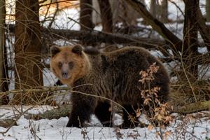 Medveď hnedý 