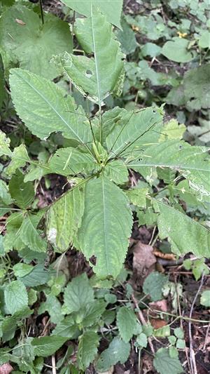 netýkavka malokvetá