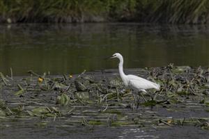 Egretta garzetta