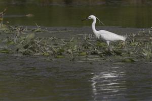 Egretta garzetta