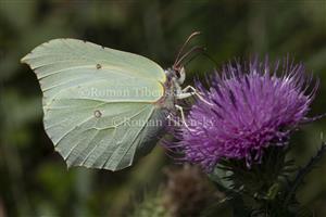 Gonepteryx rhamni