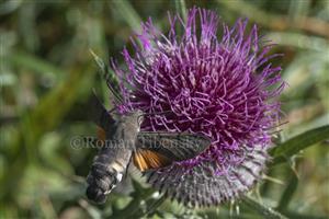 Macroglossum stellatarum