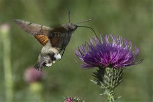 Macroglossum stellatarum