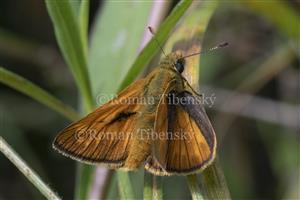 Ochlodes venatus