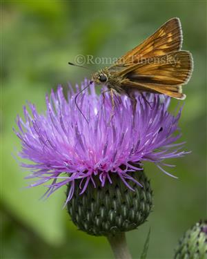 Ochlodes venatus
