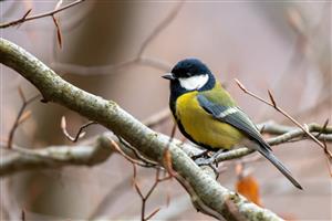 Sýkorka veľká ( bielolíca)