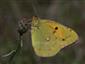 Colias crocea