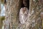 sova lesná (obyčajná)