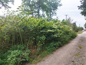 Tajná, Fallopia x bohemica, výskyt na lokalite