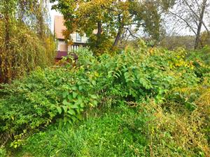 Fallopia x bohemica, Pravenec-Kolónia, výskyt na lokalite.