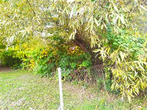 Fallopia x bohemica, Pravenec-Kolónia, výskyt na lokalite.