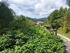 Fallopia x bohemica, Čavoj, výskyt na lokalite.