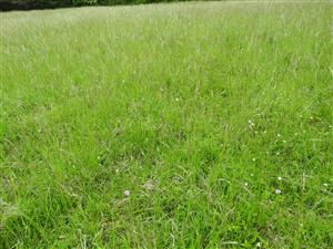 Výskyt druhu na lokalite