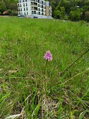 Výskyt na lokalite z obhliadky 2.5.2025