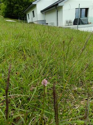 Výskyt na lokalite z obhliadky 2.5.2025