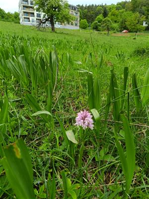 Výskyt na lokalite z obhliadky 2.5.2025