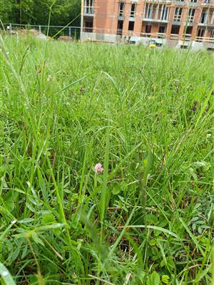 Výskyt na lokalite z obhliadky 2.5.2025