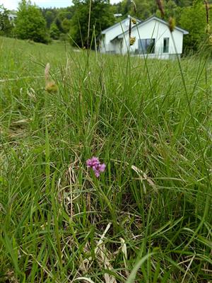 Výskyt na lokalite z obhliadky 2.5.2025