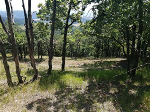 Pohľad na biotop výskytu-presvetlenú dubinu 