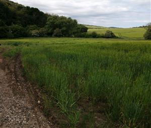 Ambrozia sa vyskytuje popri obhospodarovanom poli