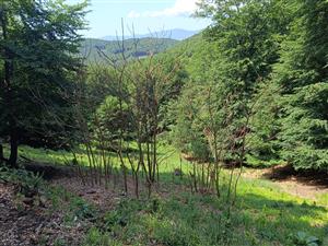 Zásah viditeľne invázny druh potlačil.